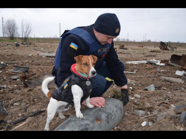 Ucraina: il cane anti-mine Patron sbarca su TikTok 