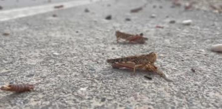 Caldo, boom di insetti: frutteti e campi sotto attacco