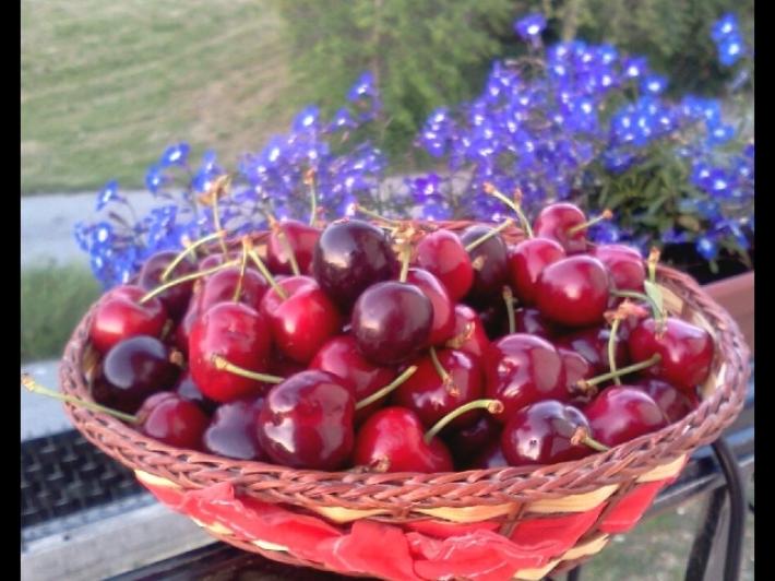 Giappone, una ciliegia venduta all'asta per 280 euro