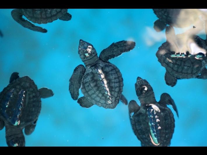 Clima: su spiagge Florida nascono quasi solo tartarughe femmine