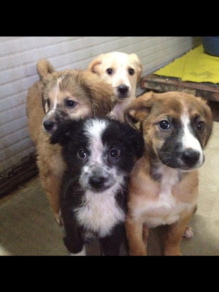 Paura dei botti: come proteggere i nostri  animali