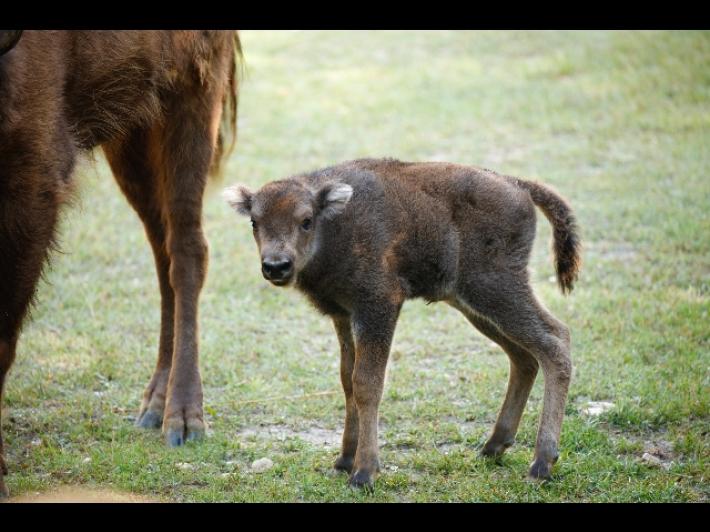 Nata Lillibet al Parco Natura, cucciola di bisonte europeo