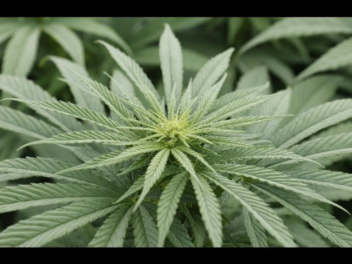 La Cannabis &egrave; nemica del cuore:  l'uso quotidiano aumenta il rischio di malattie coronariche