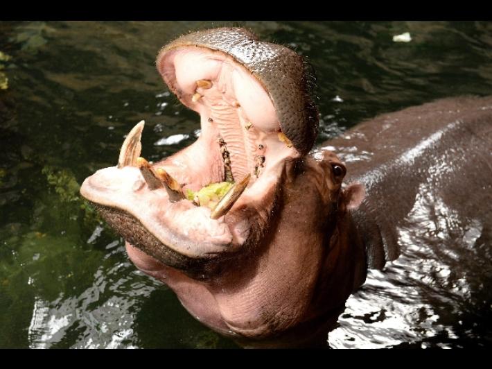 Uganda: ippopotamo inghiotte bimbo di 2 anni e poi lo sputa vivo