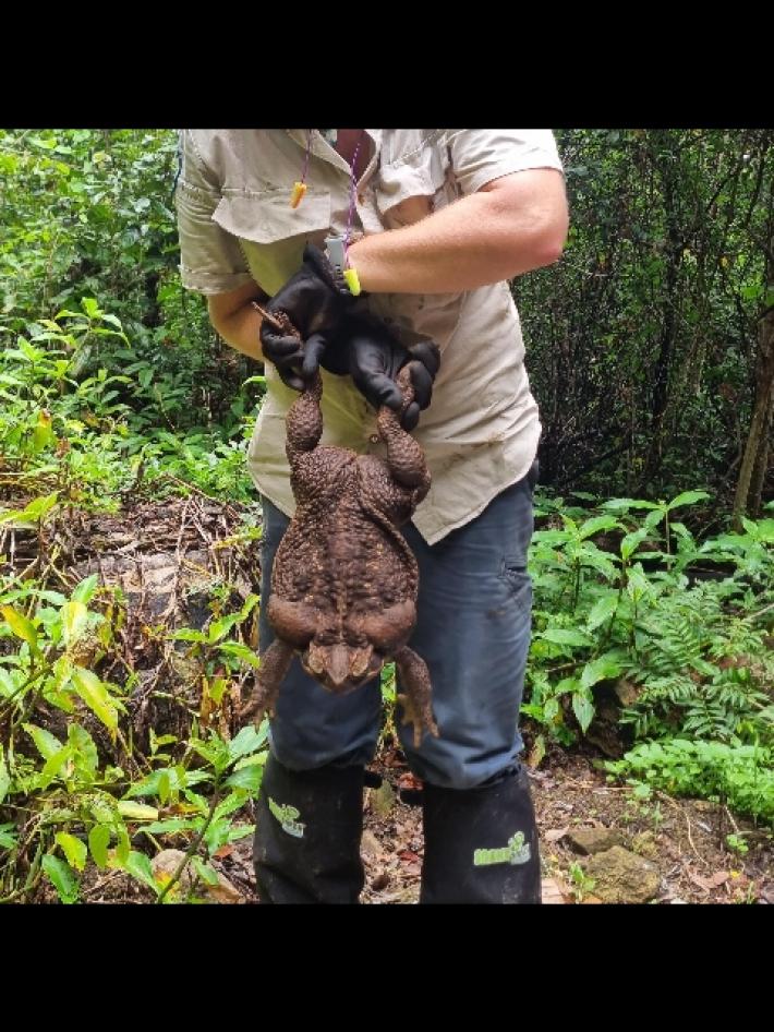 Trovato in Australia il rospo da record "Toadzilla"