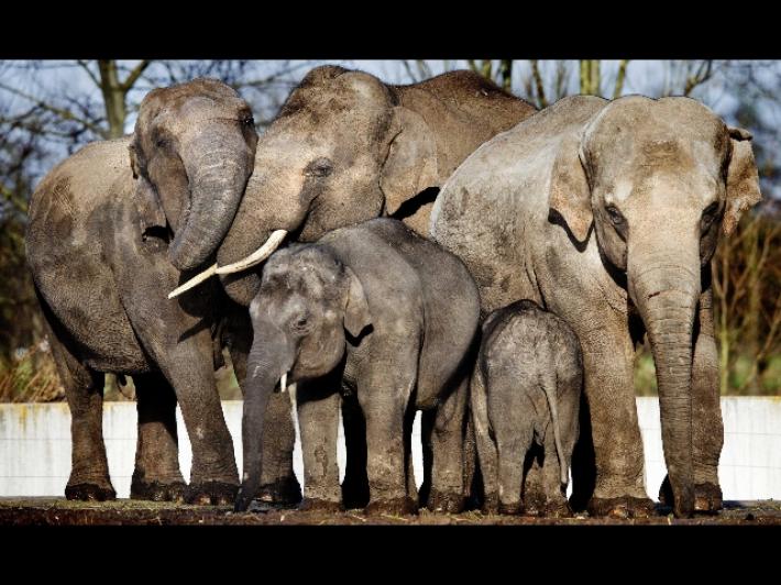 Poco spazio nel recinto, sequestrata elefantessa in un circo