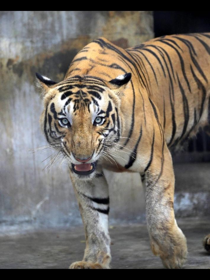 Coprifuoco in villaggi indiani dopo attacchi mortali di tigri