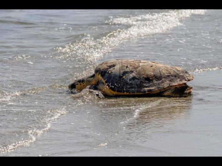 Una tartaruga marina prova a nidificare sulla spiaggia di Forte dei Marmi