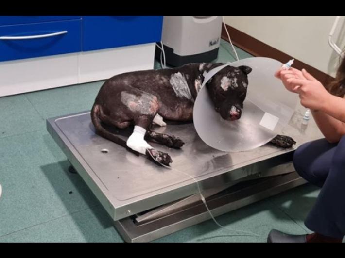 Attacca un cane a un palo e gli d&agrave; fuoco: denunciato a Palermo