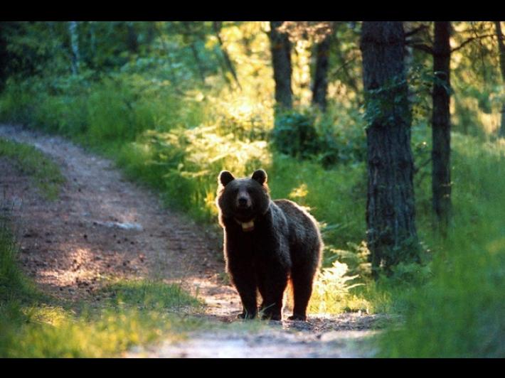 Trento: dopo l'ok del presidente della provincia autonoma Fugatti, abbattuto l'orso M90