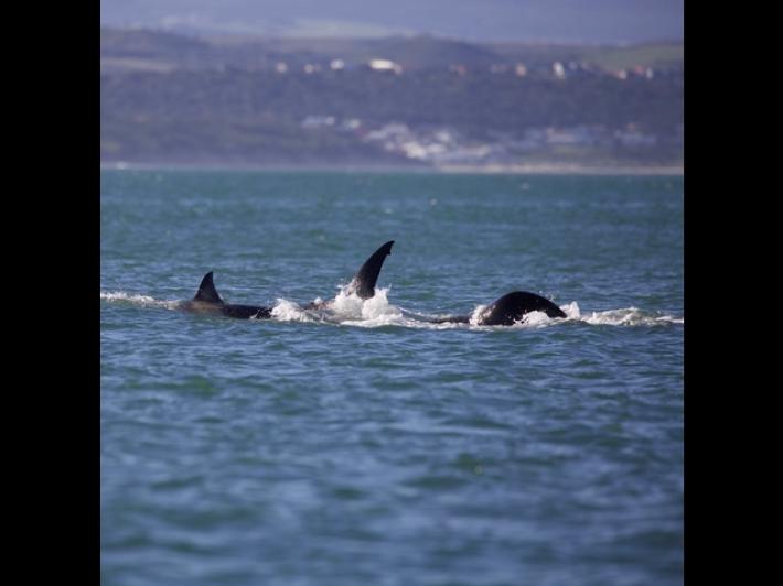 Ripresa per la prima volta un'orca che uccide squalo bianco