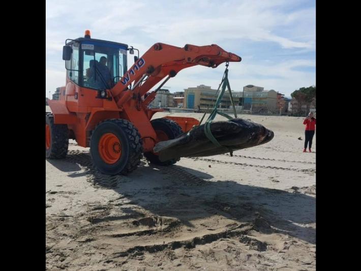 Pesce luna di una tonnellata spiaggiato a Cesenatico
