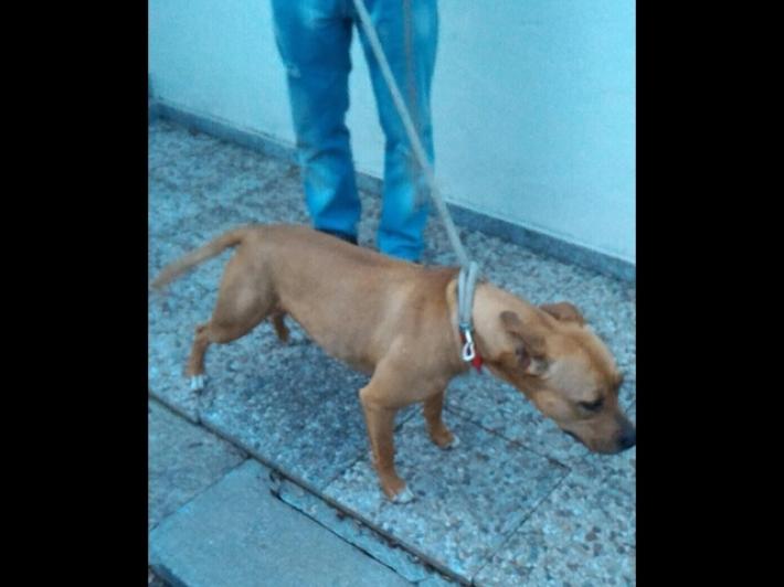 Pitbull azzanna 15enne e bimba di 7 anni nel Foggiano