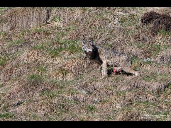 Lupo ferito segnalato nel Parco dello Stelvio