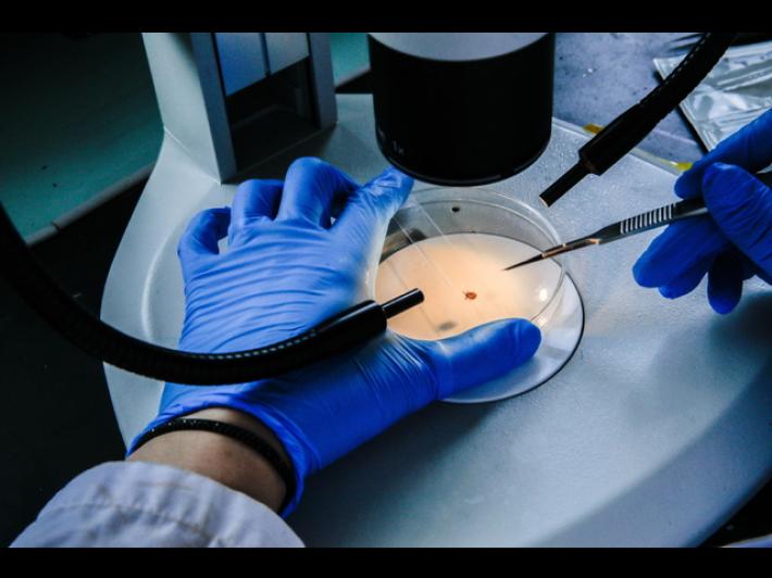 Scoperto un nuovo gene anti-et&agrave;, aiuta a invecchiare in salute