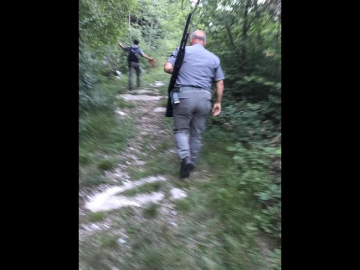 Da Fugatti nuova ordinanza abbattimento orsa Kj1, Lav 'ricorso'