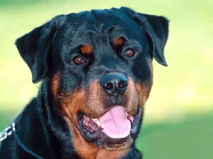 Grave bambino aggredito da rottweiler in Umbria
