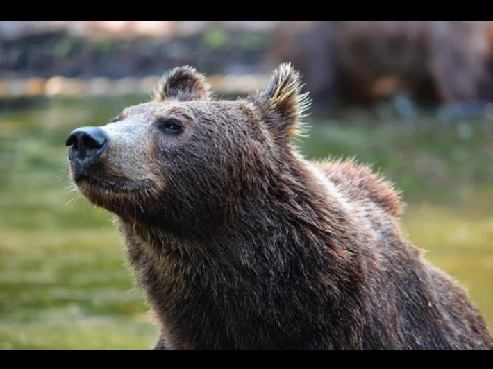 Pichetto, sopprimere i singoli orsi non &egrave; la soluzione