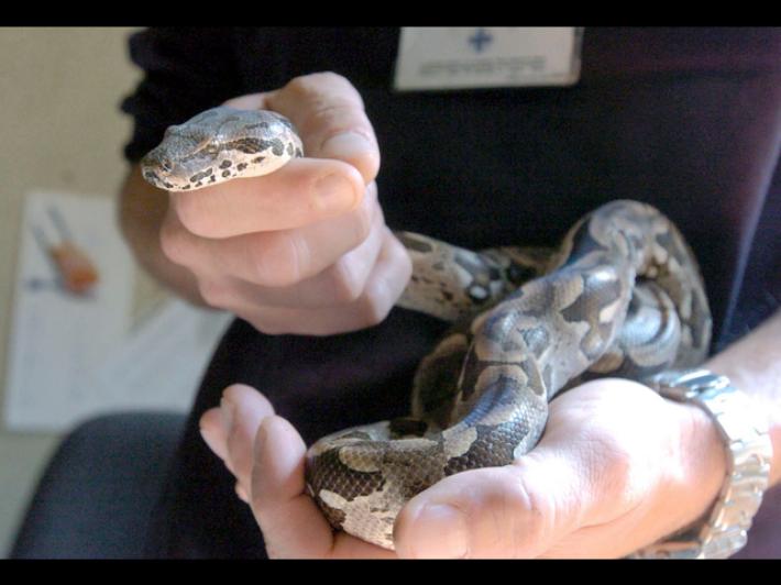 Tiene in casa un boa conscrictor, denunciata a Piombino