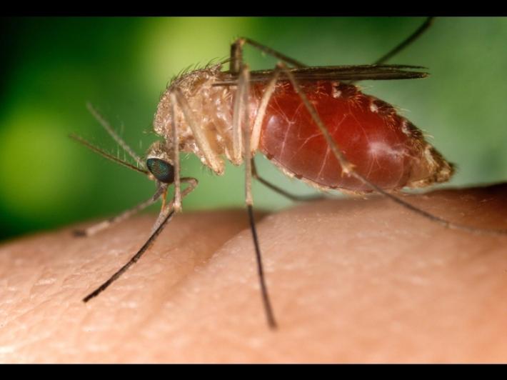 West Nile, morto dopo aver contratto il virus nel Ravennate