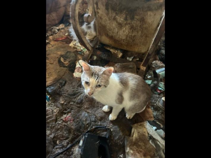 Chiusi in casa tra carcasse ed escrementi, salvati 83 gatti