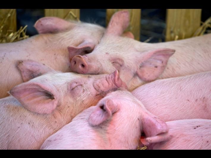 Coldiretti, subito indennizzi per aiutare le aziende