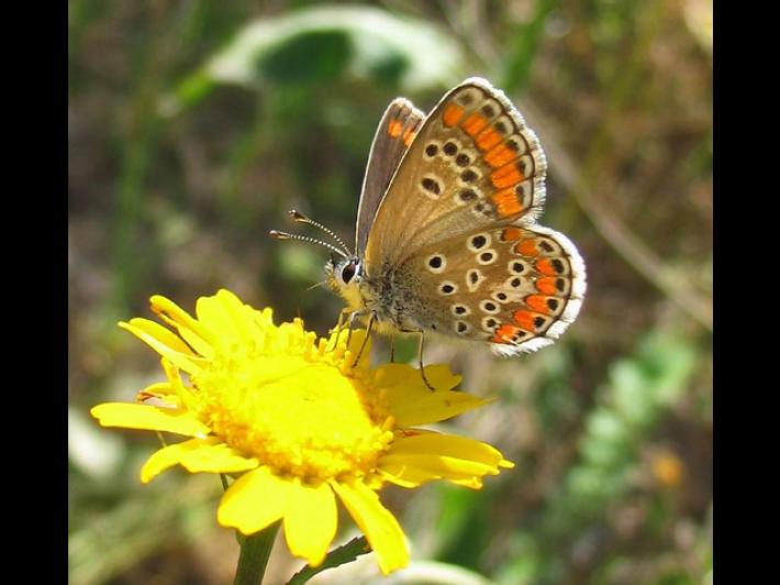 Tentato contrabbando di farfalle: un medico modenese e il figlio condannati in Sri Lanka
