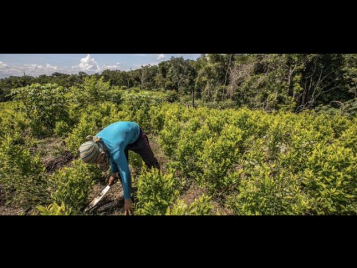Onu, la produzione di cocaina in Colombia &egrave; aumentata del 53%