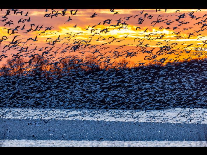 E' morto il primo malato grave di aviaria negli Usa