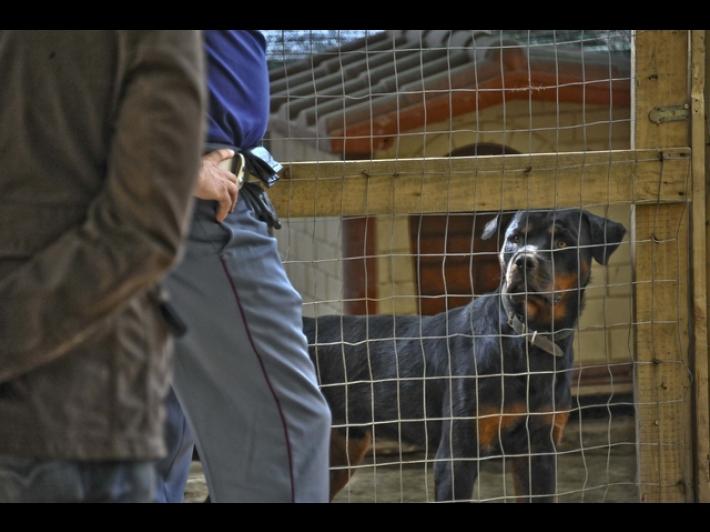 Tre rapine con rottweiler, due arresti e denunciato un 13enne