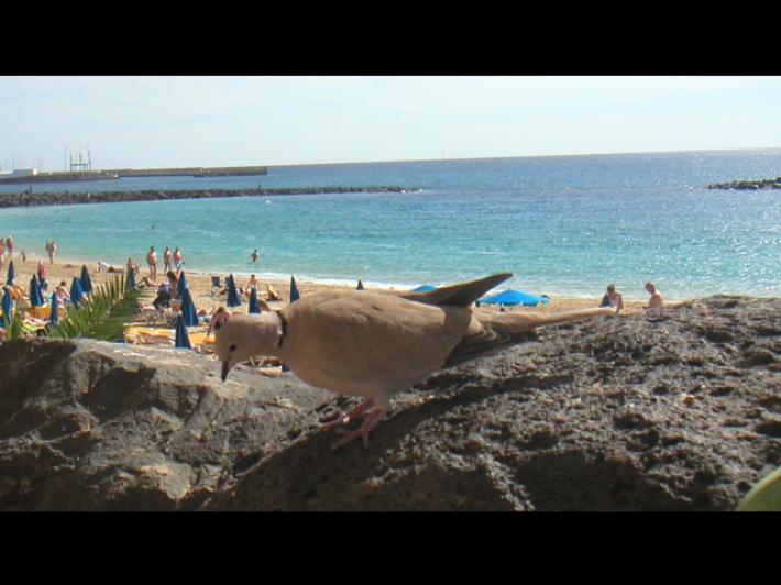 "L'ho colpito e sono fuggito",confessa 25enne di Lanzarote