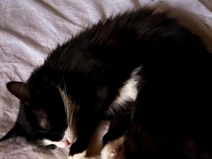 Medico usa la Tac per salvare il gatto, accertamenti dell'Usl