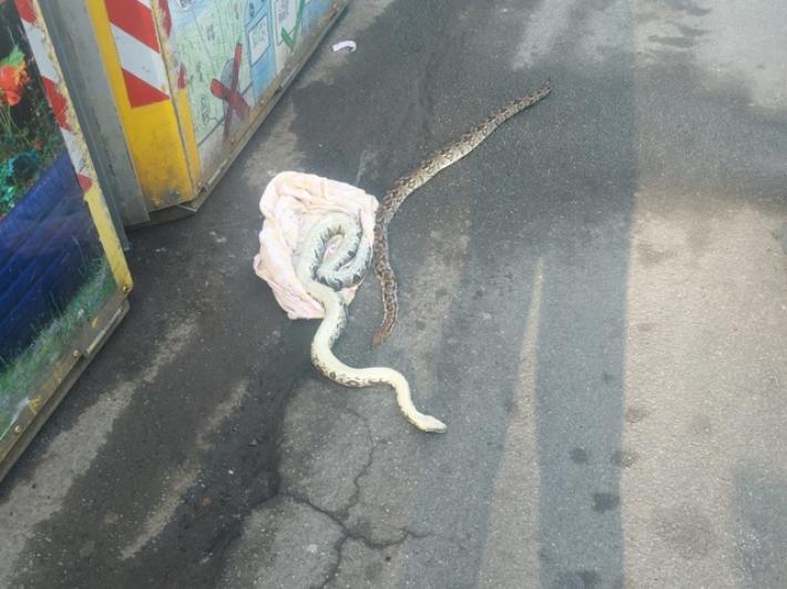 Due serpenti boa morti abbandonati per strada a Merano