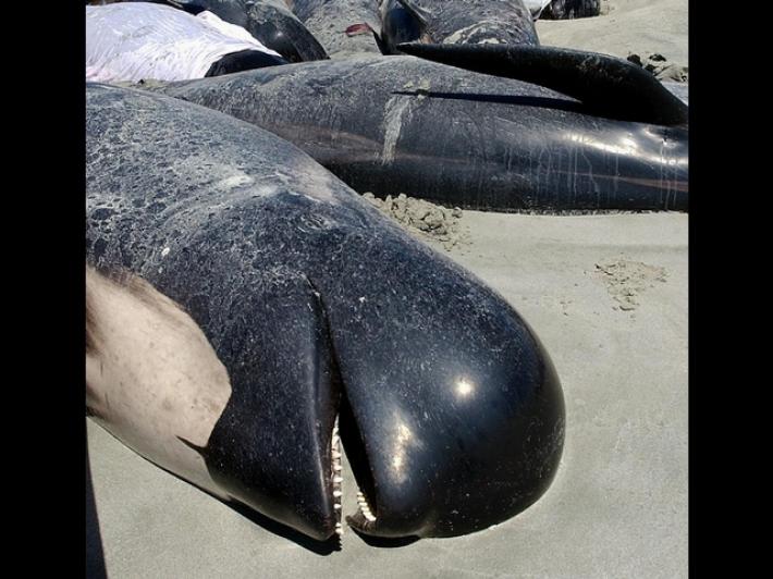 Australia, oltre 150 delfini 'spiaggiati' in Tasmania