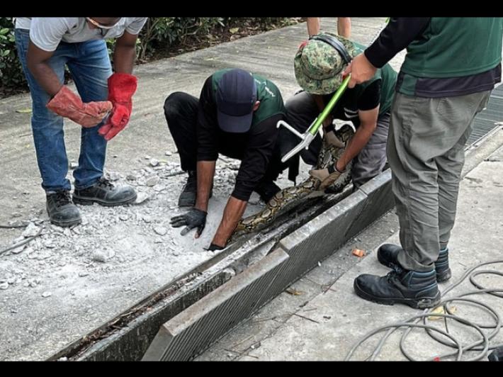 Singapore, pitone trovato vicino a una stazione della metro