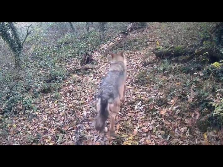 Lupo bloccato in una roggia nel Milanese, intervengono i Vvf
