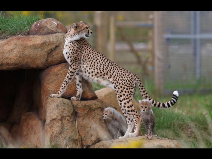 Ghepardi nati in India liberi da oggi in Parco nazionale di Kuno