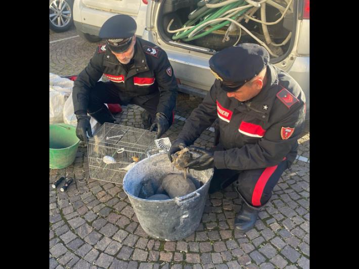 Ladri di canarini gettano gabbia durante la fuga, arrestati