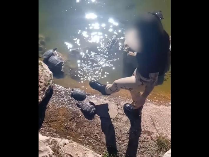 Calci e sigaretta contro tartaruga a Bari, Lav presenta denuncia