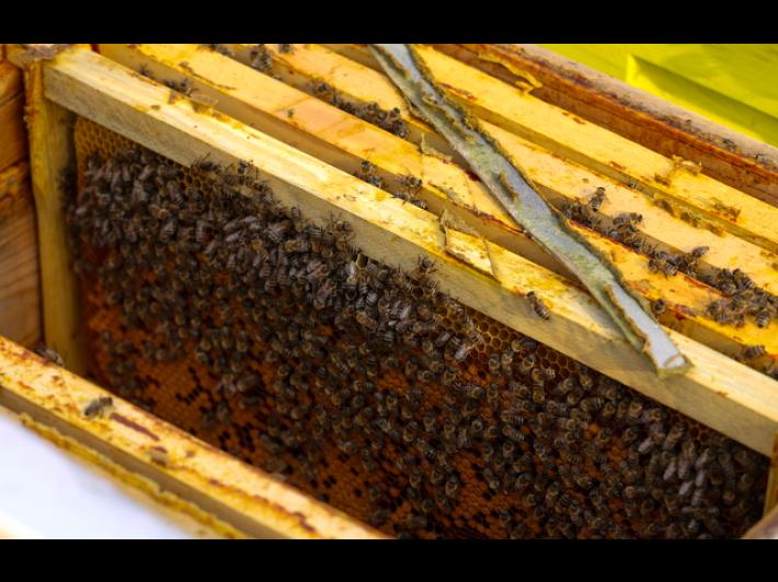 Si ribalta camion in Usa, allarme per fuga di 250 milioni di api