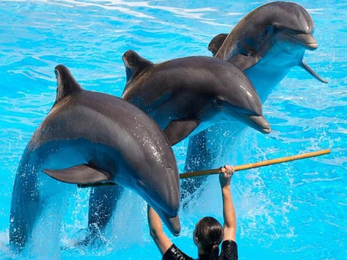 Il Messico vieta delfinari e show con mammiferi marini