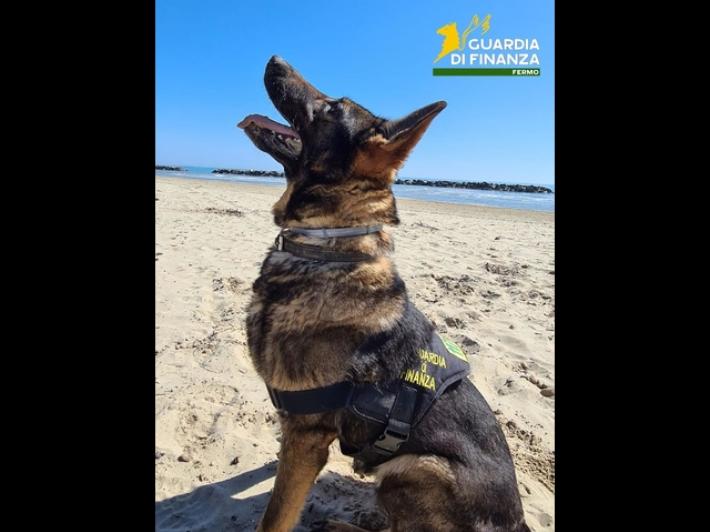 Addio a Fancy, cane antidroga della Guardia di finanza