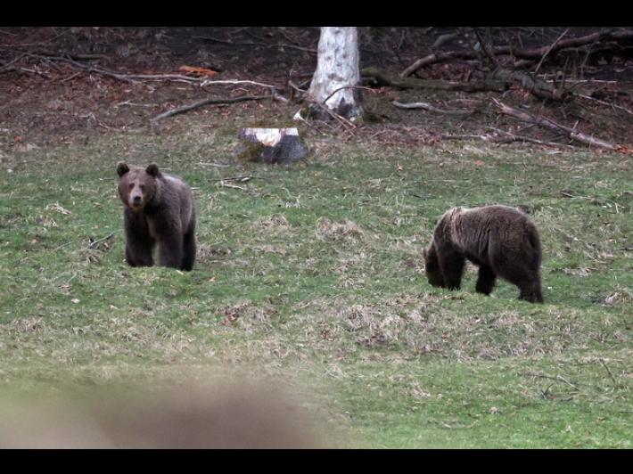 Ucciso da un orso, il sindaco di Ferno: 'Non lo dimenticheremo'
