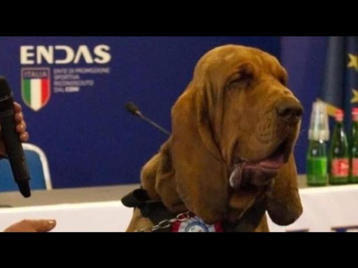 Ucciso cane eroe Bruno, aveva ritrovato 9 persone