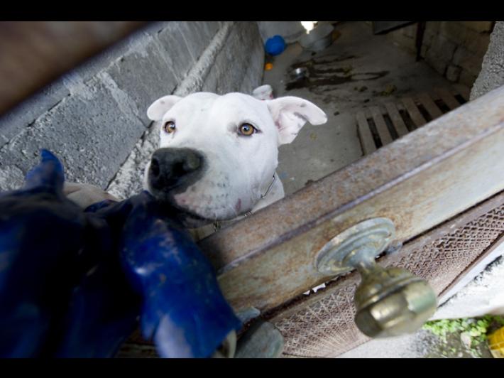 Parte per andare in vacanza e lascia il pitbull in garage: il cane muore, la Procura apre un'indagine