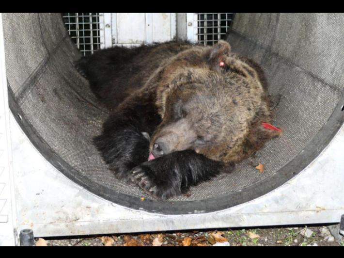 Trasferita in Germania l'orsa che ha ucciso Andrea Papi