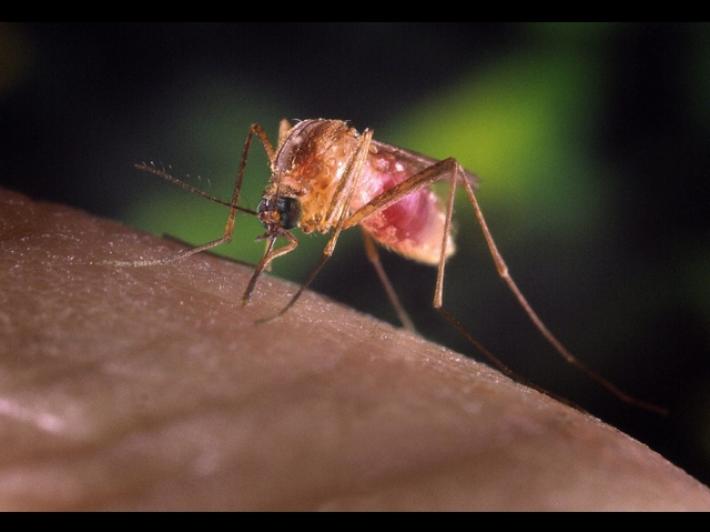 Casi West Nile nel Lazio non sono collegati