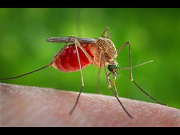 Altri due casi di West Nile confermati nel Lazio