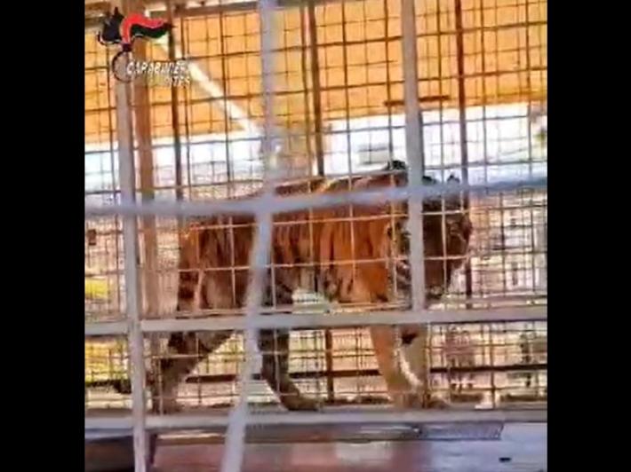 Due leoni e due tigri sequestrati a un circo in Puglia