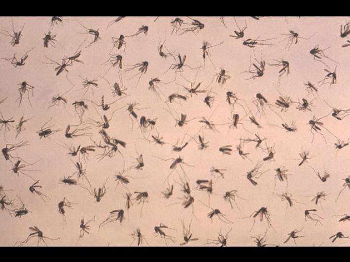 Quarta vittima nel Lazio per West Nile, morta donna 93enne